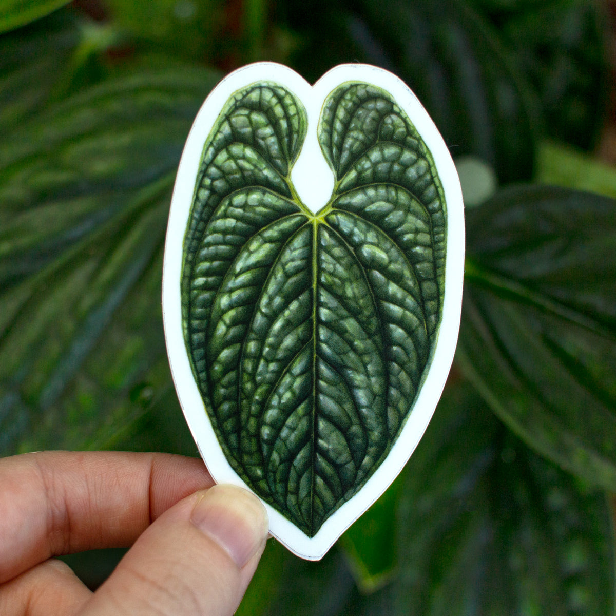 Anthurium luxurians Sticker – Aaron Apsley Artwork