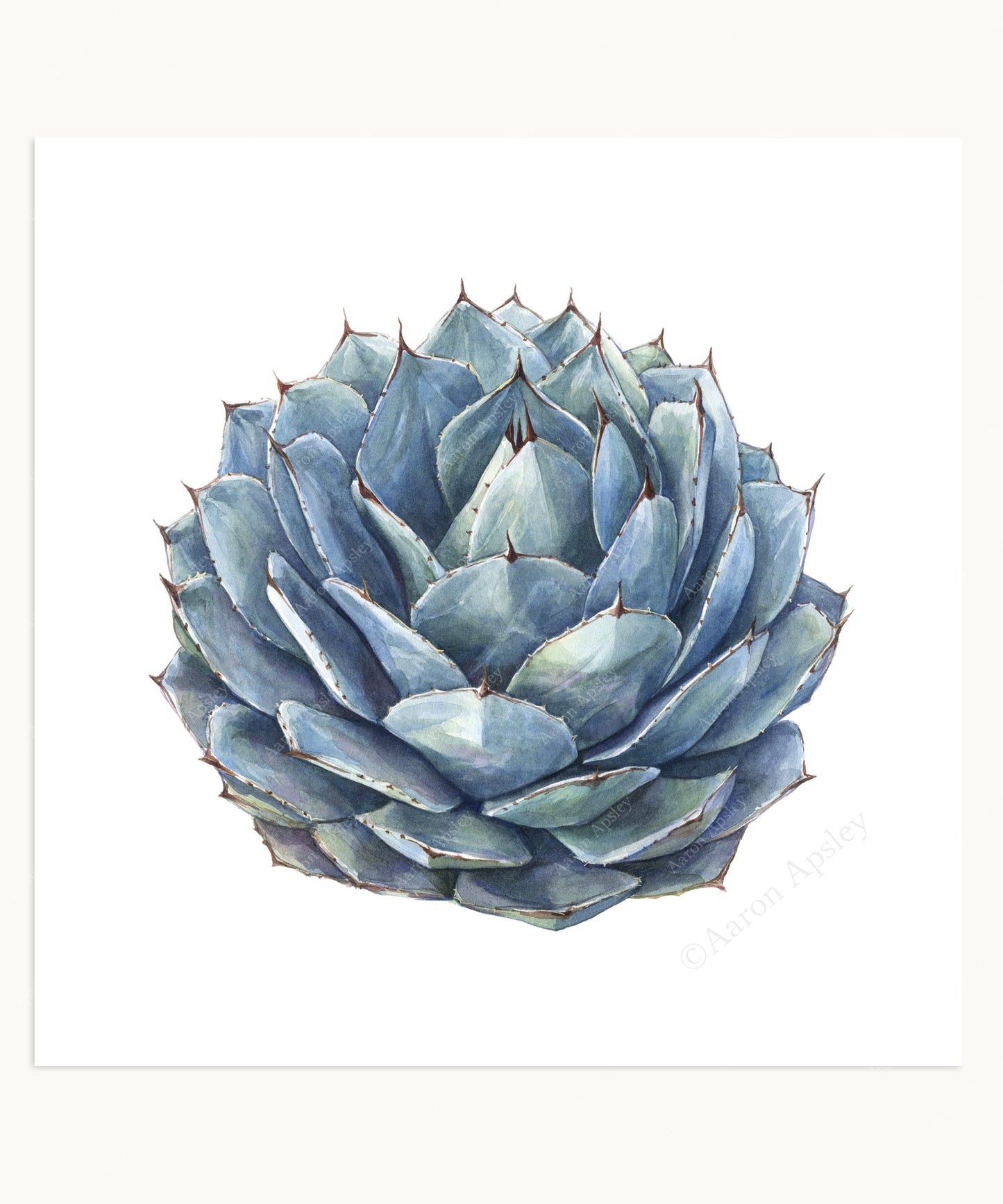 Cactus & Succulent Specimen Print