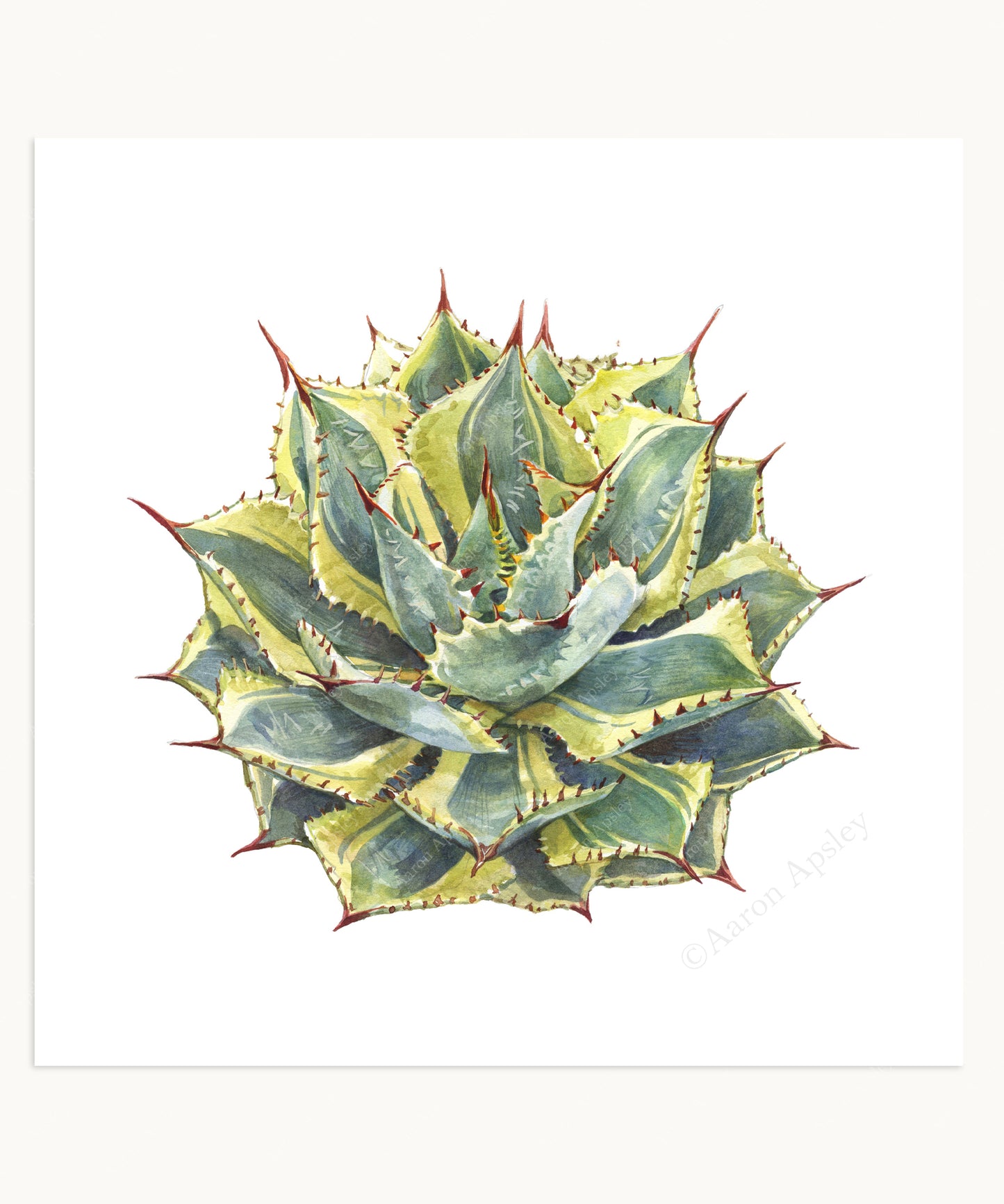 Cactus & Succulent Specimen Print