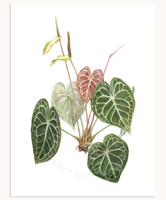 Anthurium clarinervium Print