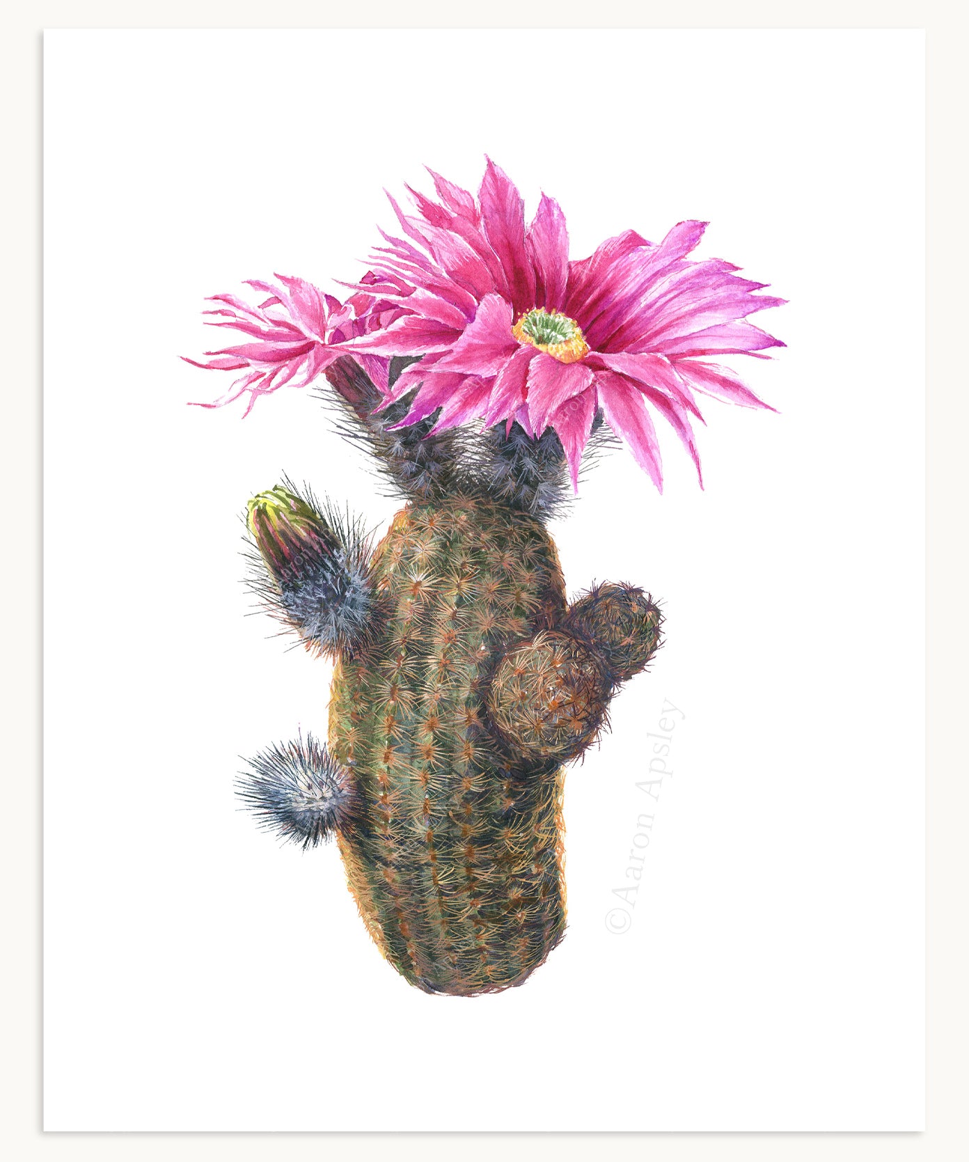 Cactus & Succulent Specimen Print