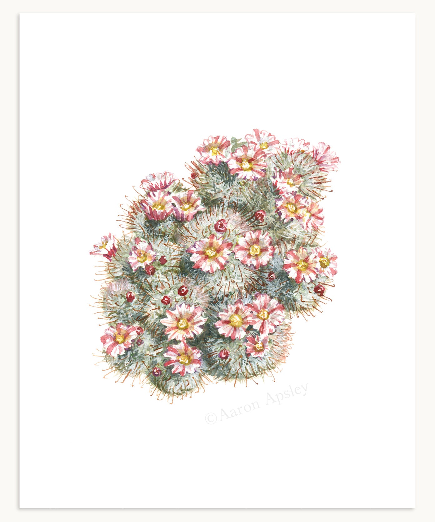 Cactus & Succulent Specimen Print