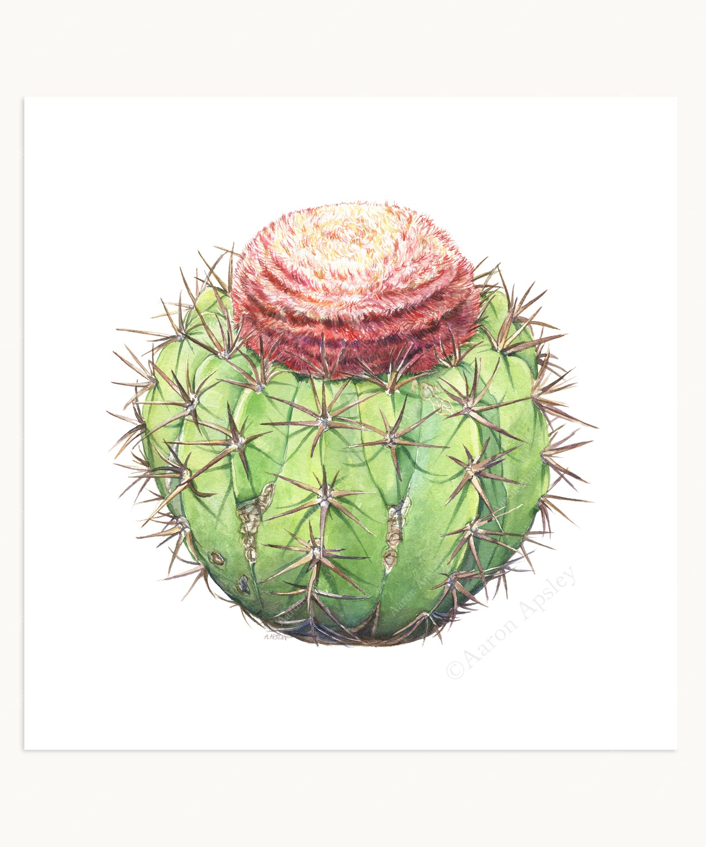 Cactus & Succulent Specimen Print