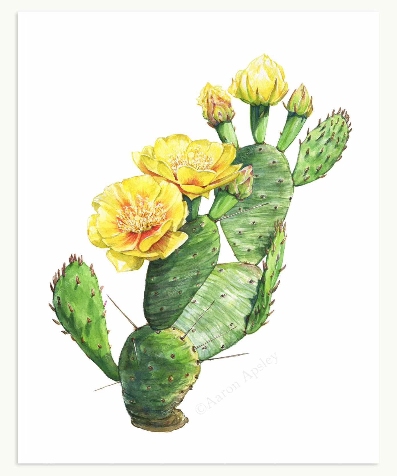 Cactus & Succulent Specimen Print