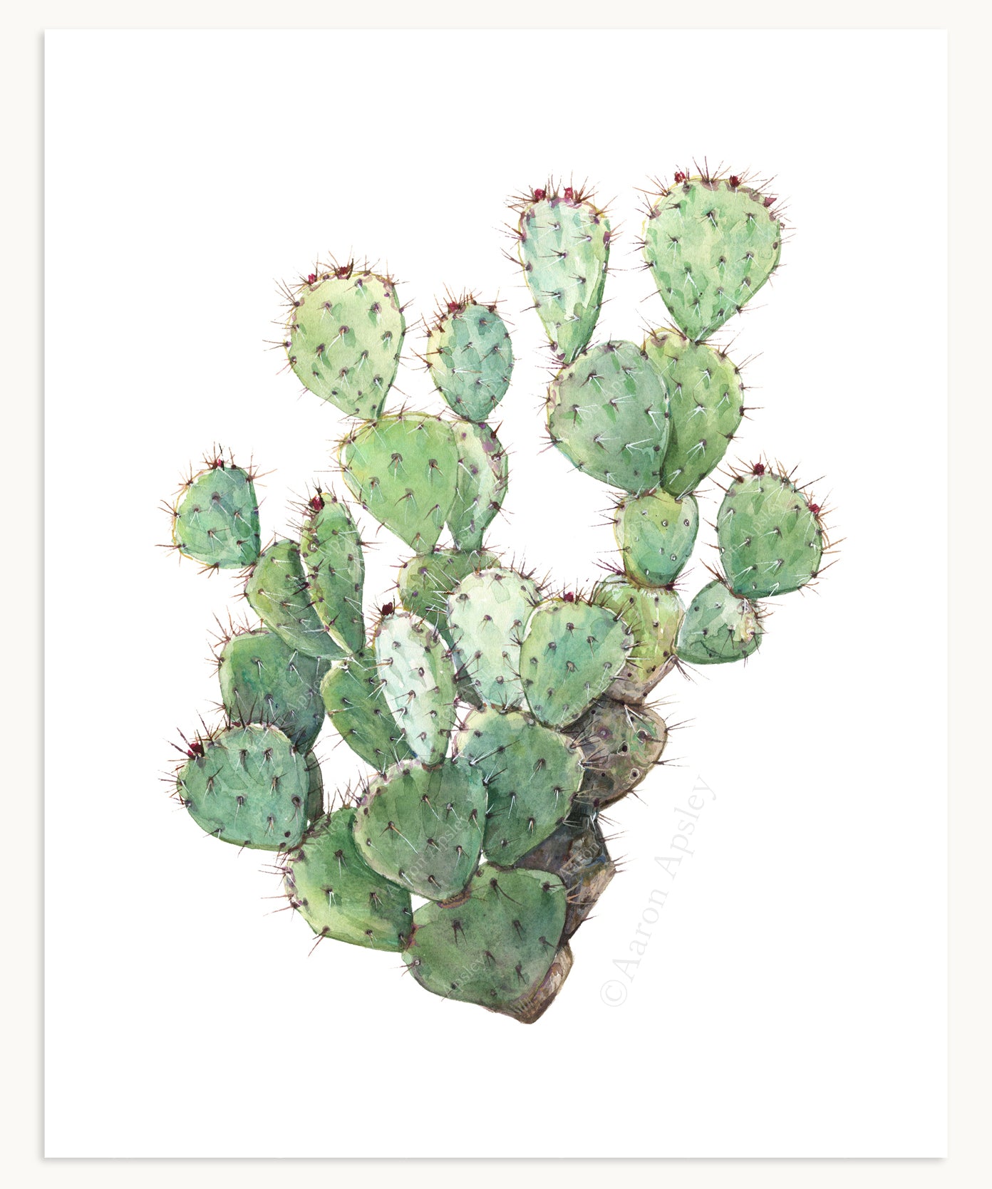 Cactus & Succulent Specimen Print