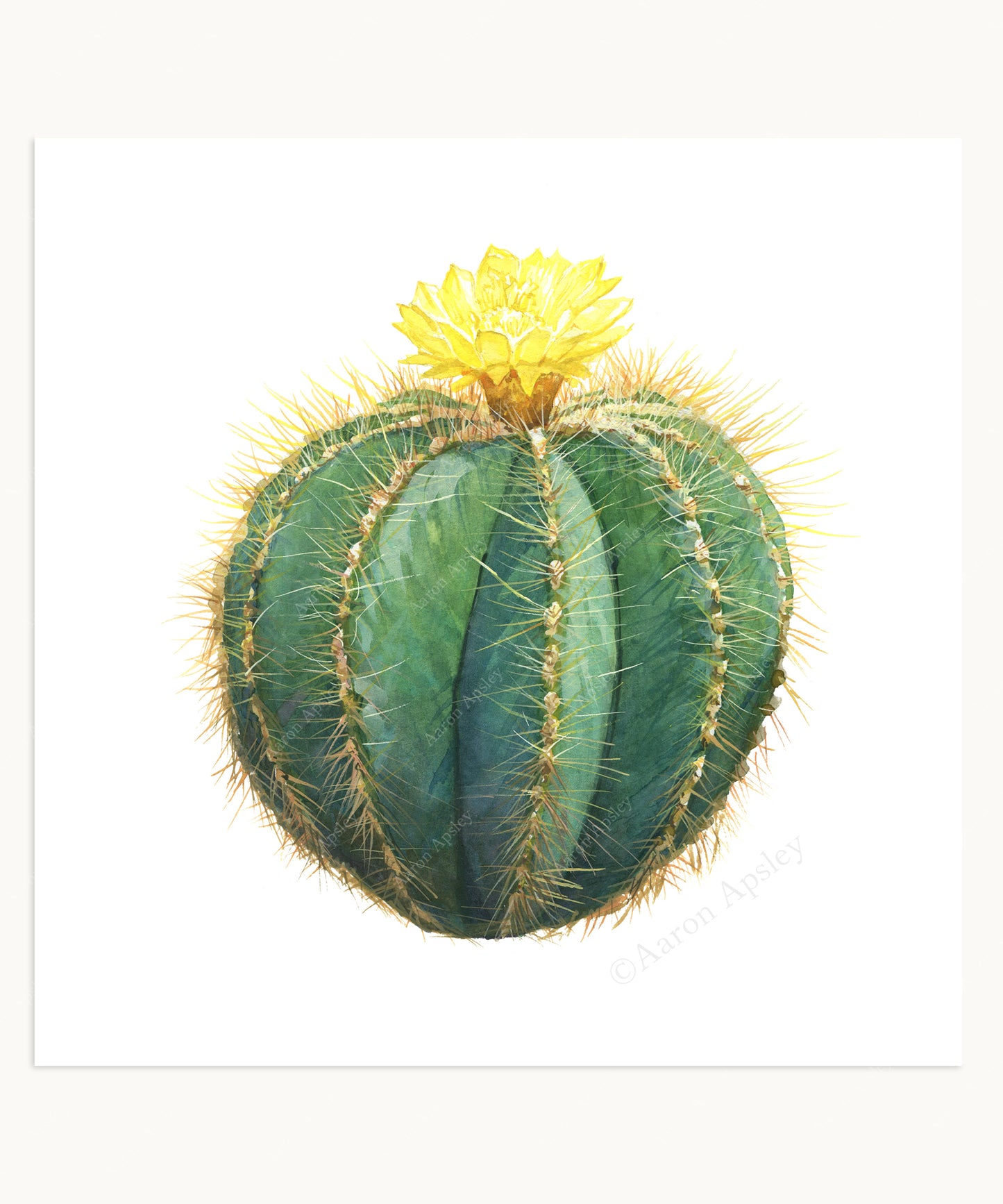 Cactus & Succulent Specimen Print