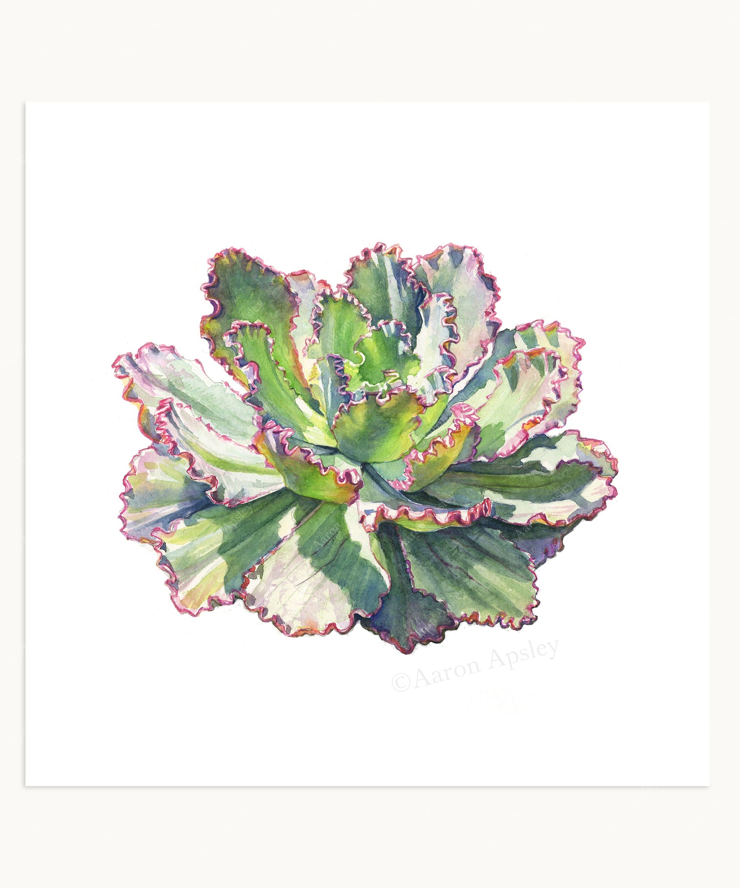 Cactus & Succulent Specimen Print