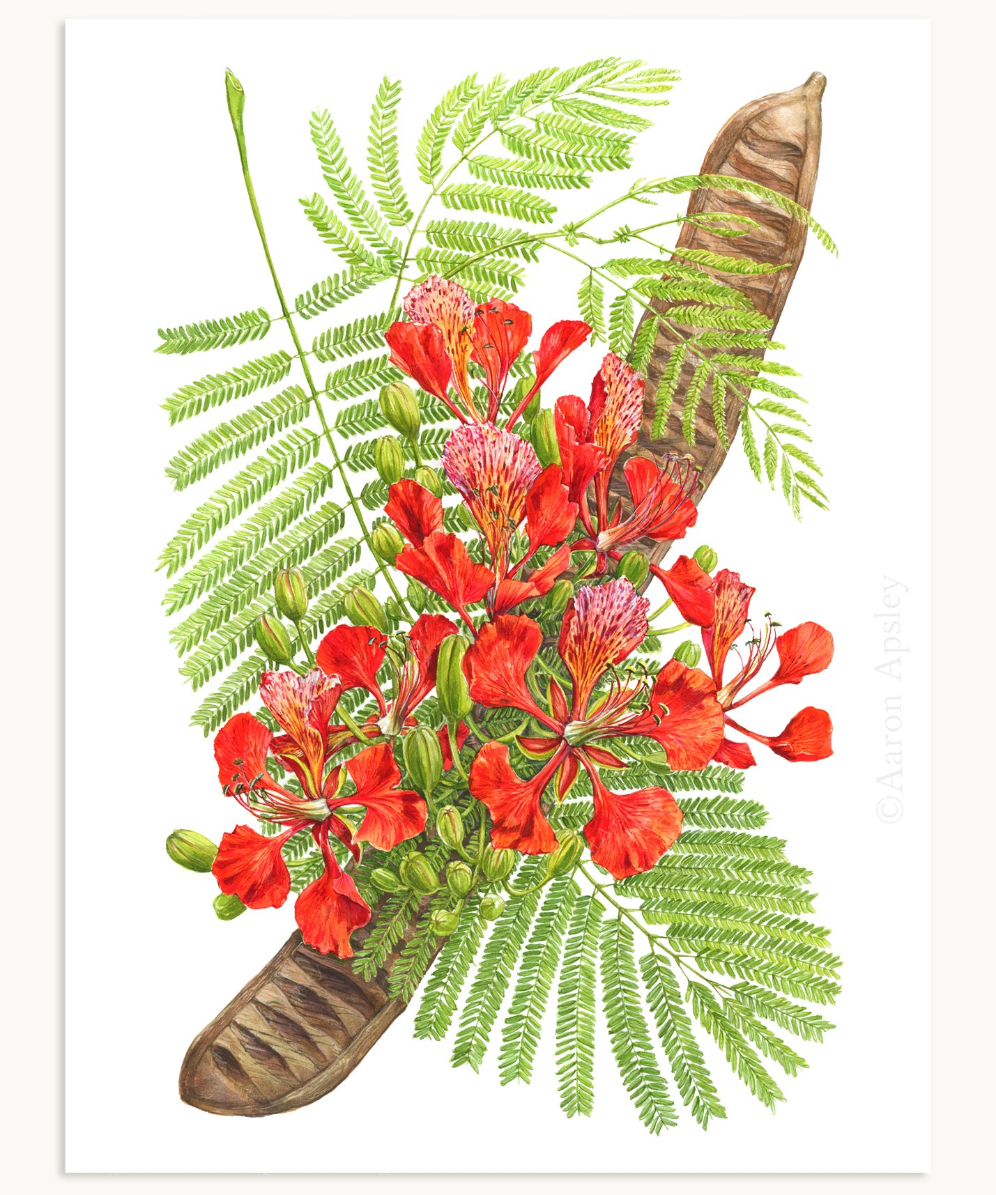 Royal Poinciana Print