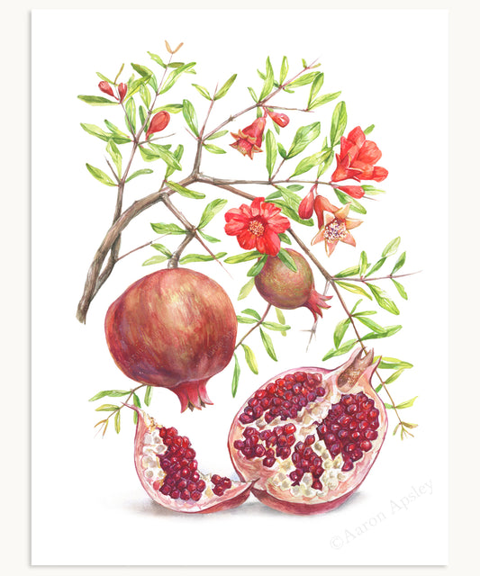 Pomegranate Print