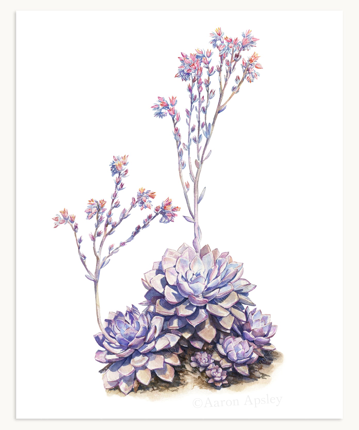 Cactus & Succulent Specimen Print