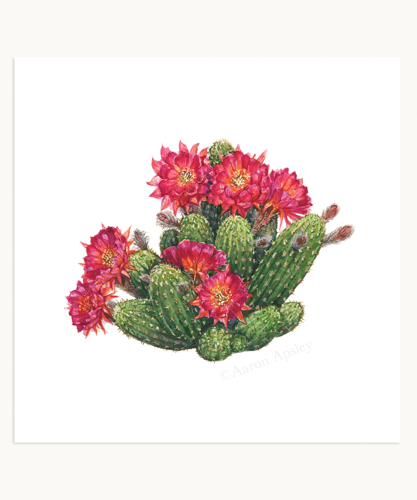 Cactus & Succulent Specimen Print