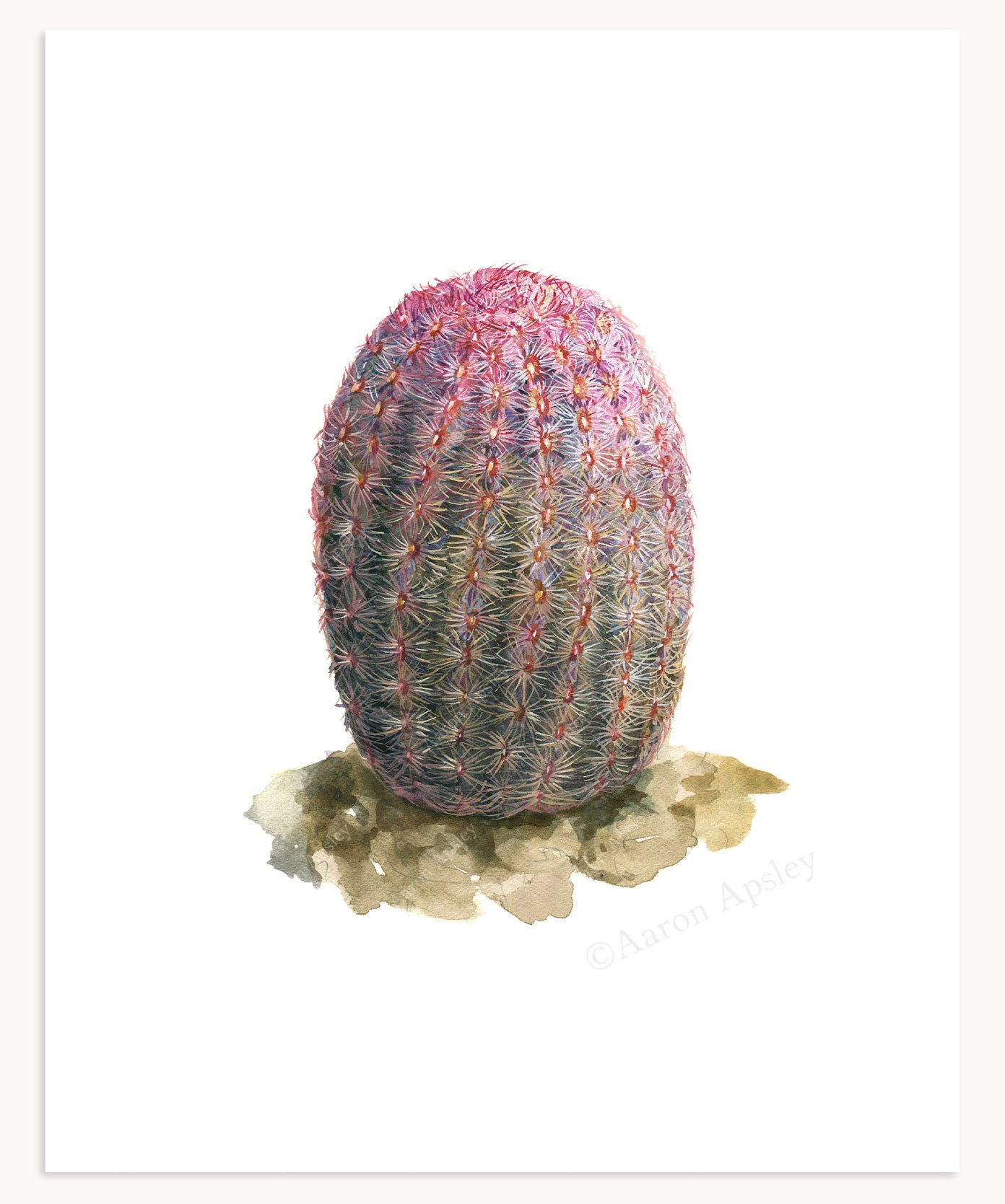 Cactus & Succulent Specimen Print