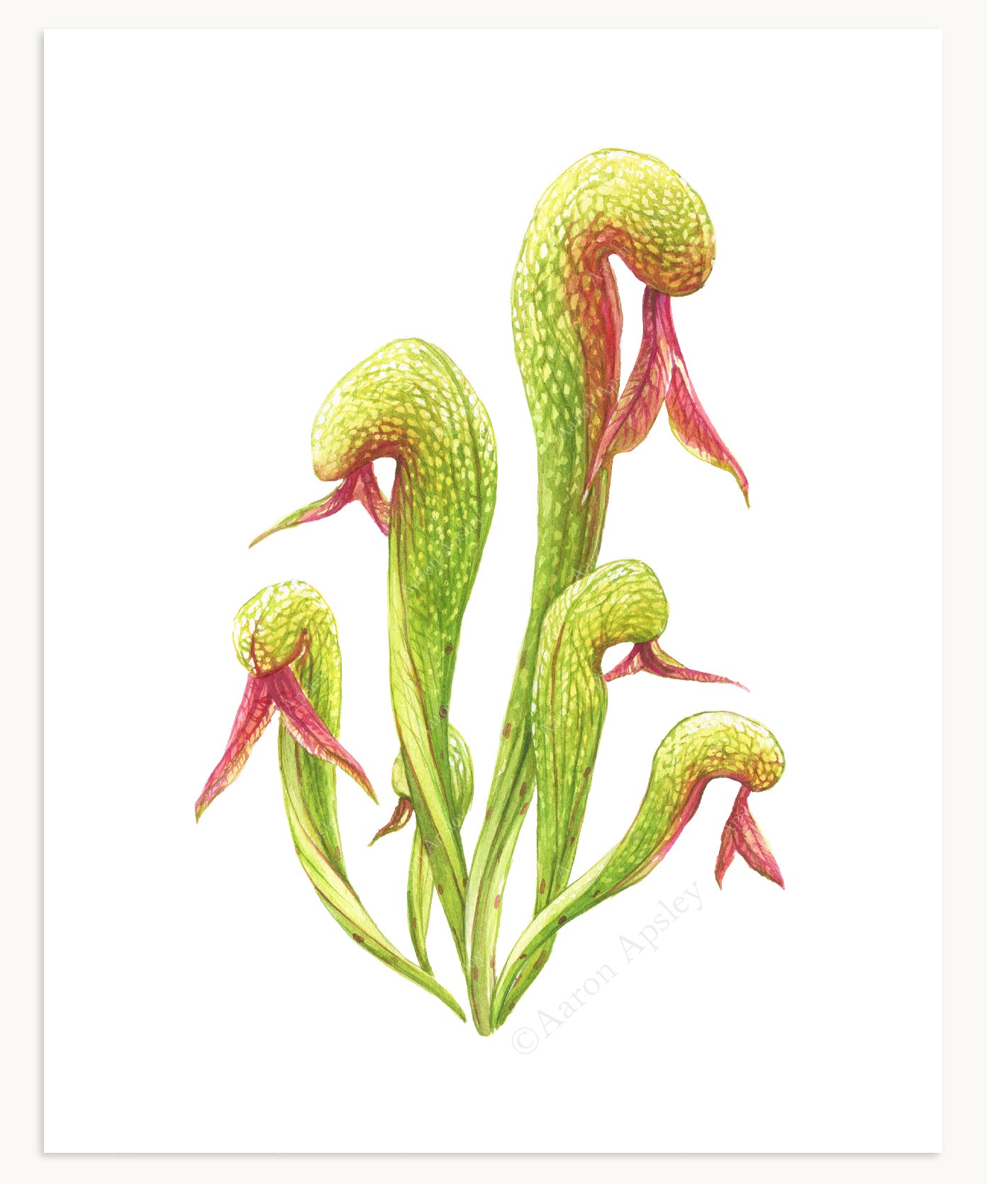 Carnivorous Plant Specimen Print