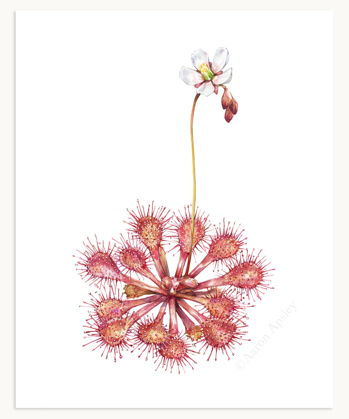 Carnivorous Plant Specimen Print