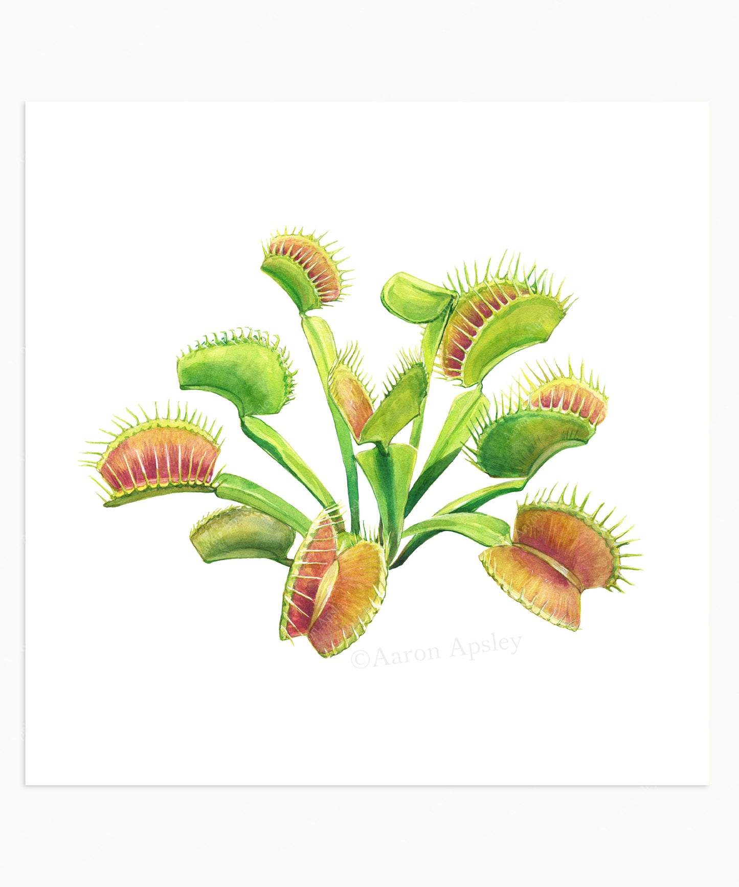 Carnivorous Plant Specimen Print