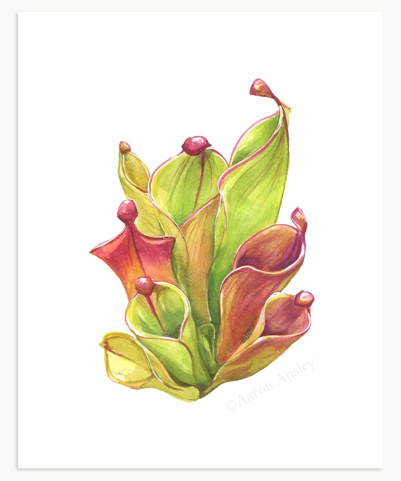 Carnivorous Plant Specimen Print