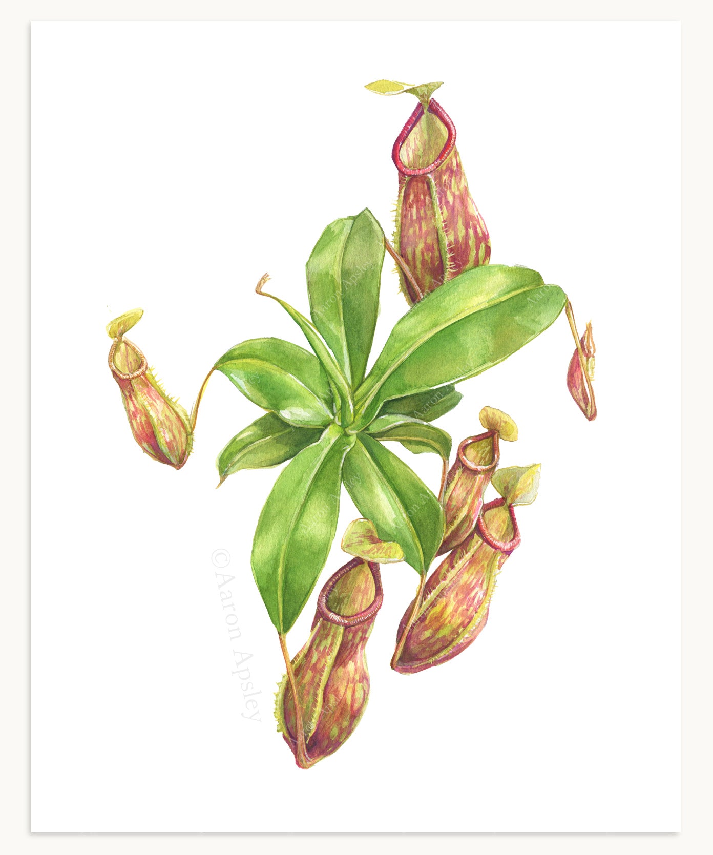 Carnivorous Plant Specimen Print