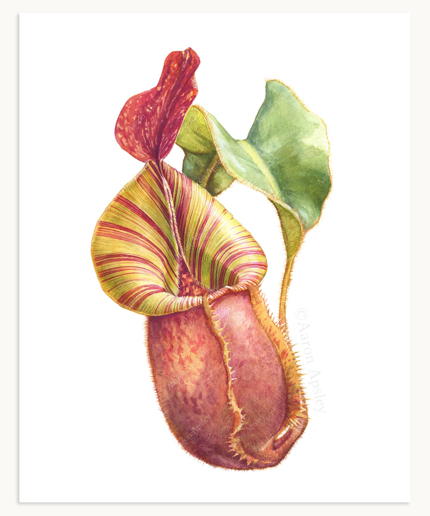 Carnivorous Plant Specimen Print