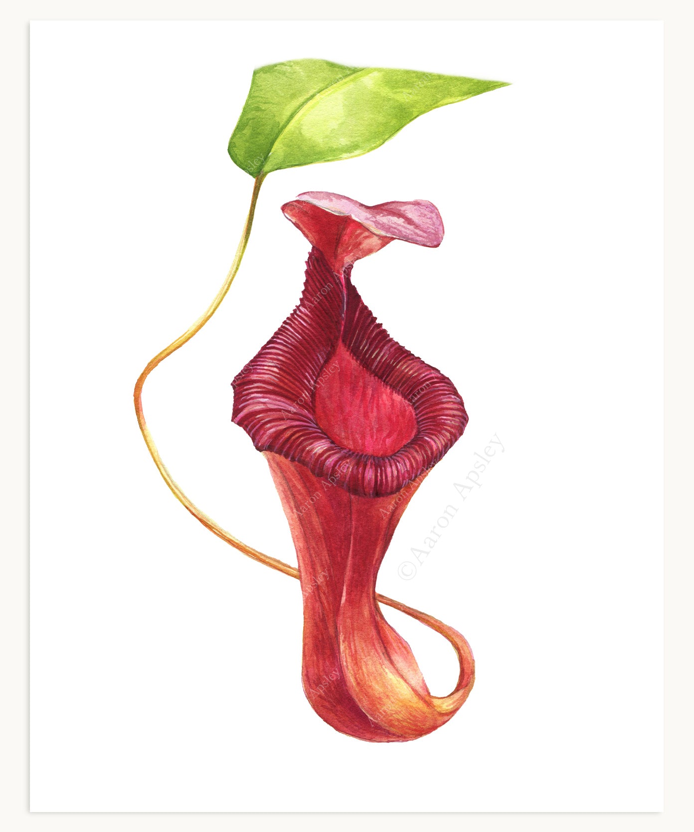 Carnivorous Plant Specimen Print