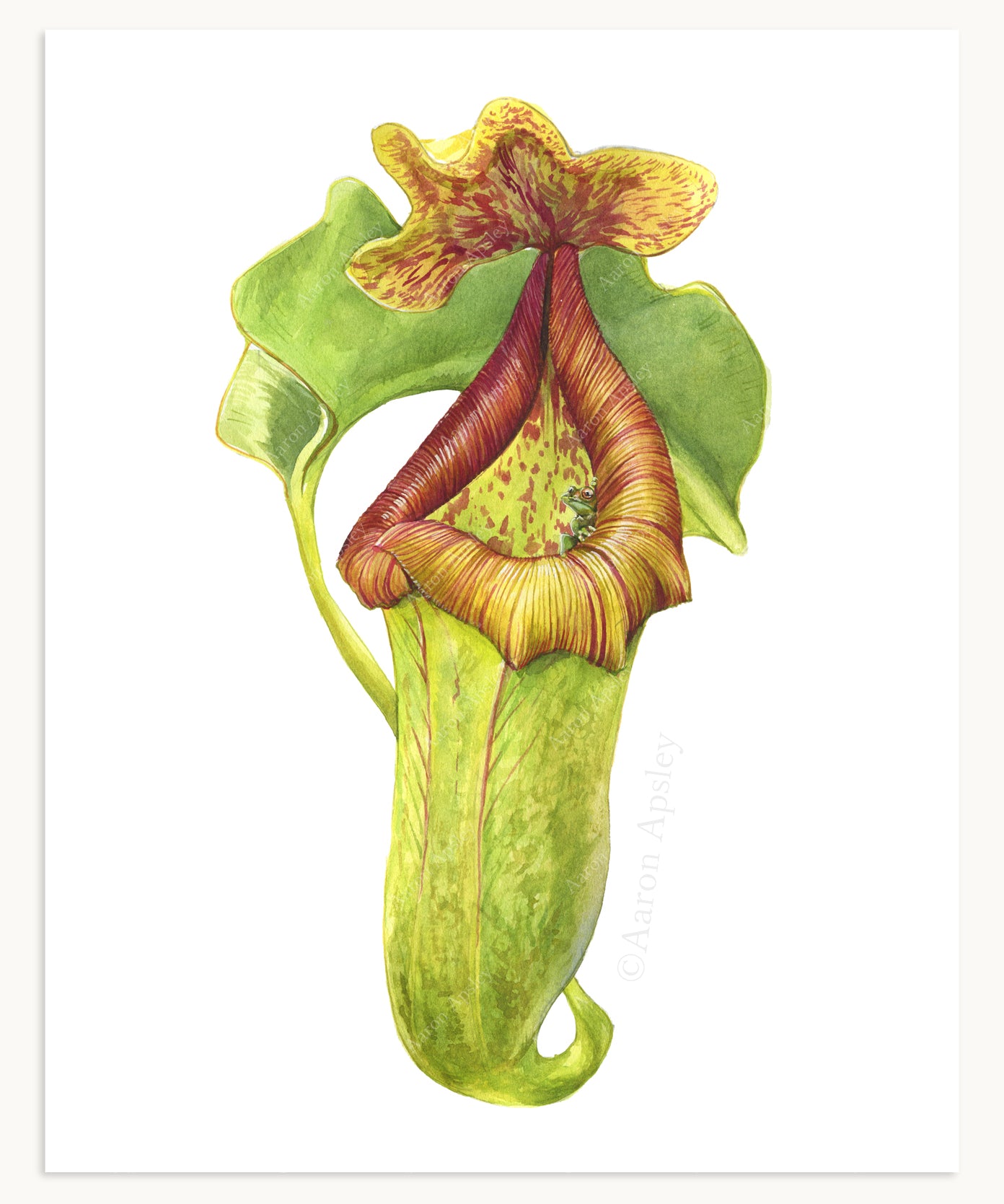 Carnivorous Plant Specimen Print