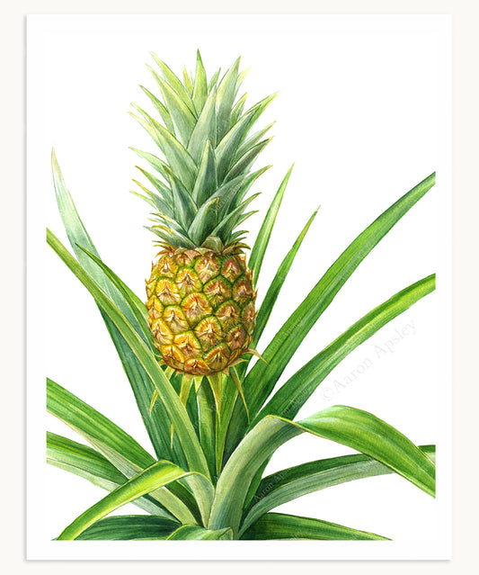 Pineapple Plant Print