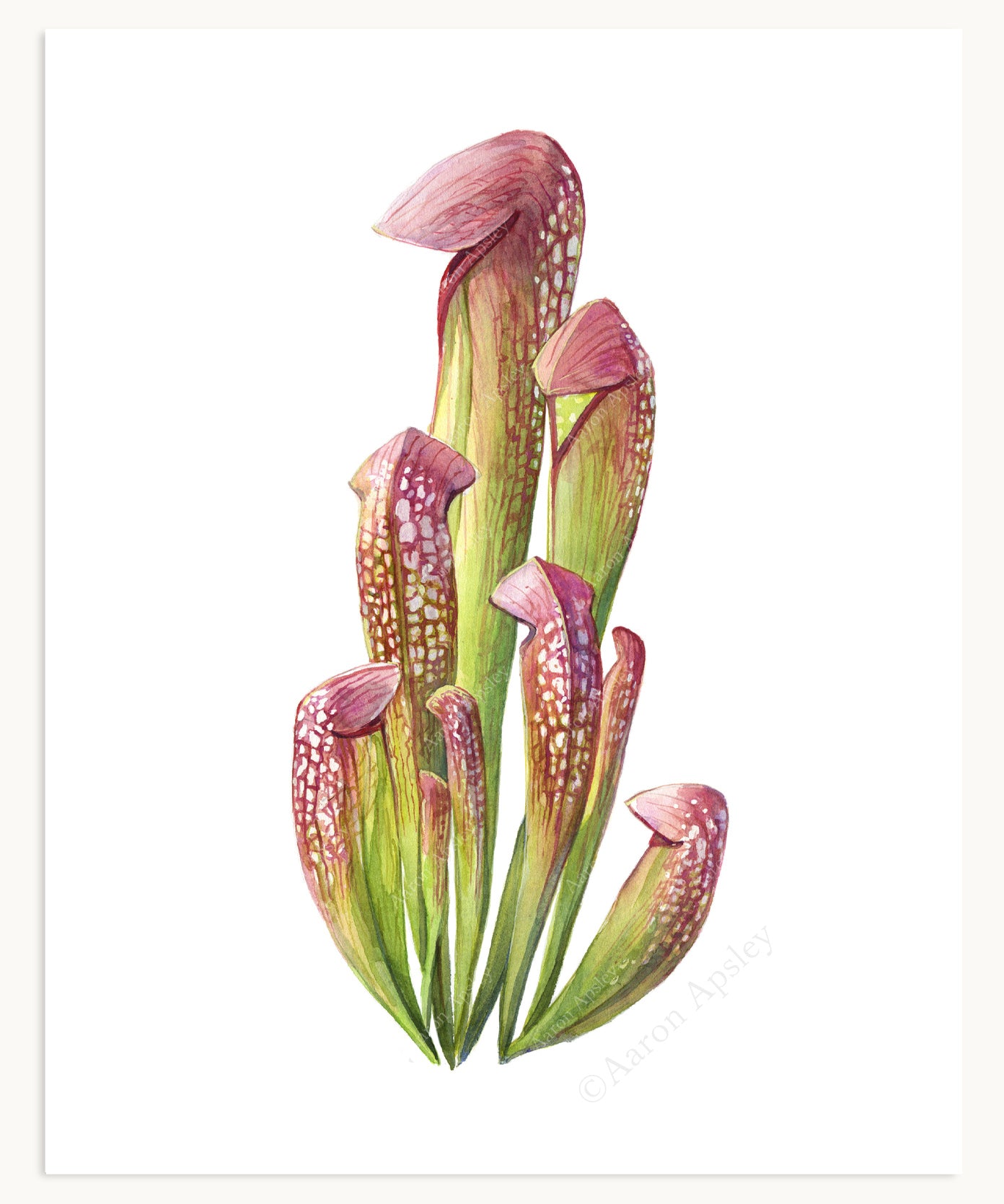 Carnivorous Plant Specimen Print