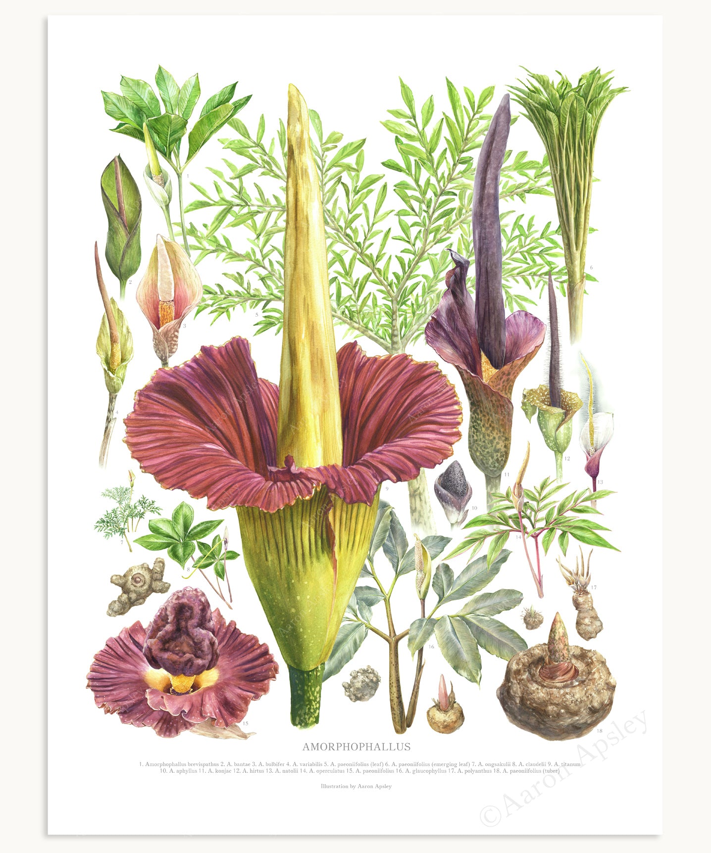 Amorphophallus Species Print – Aaron Apsley Artwork