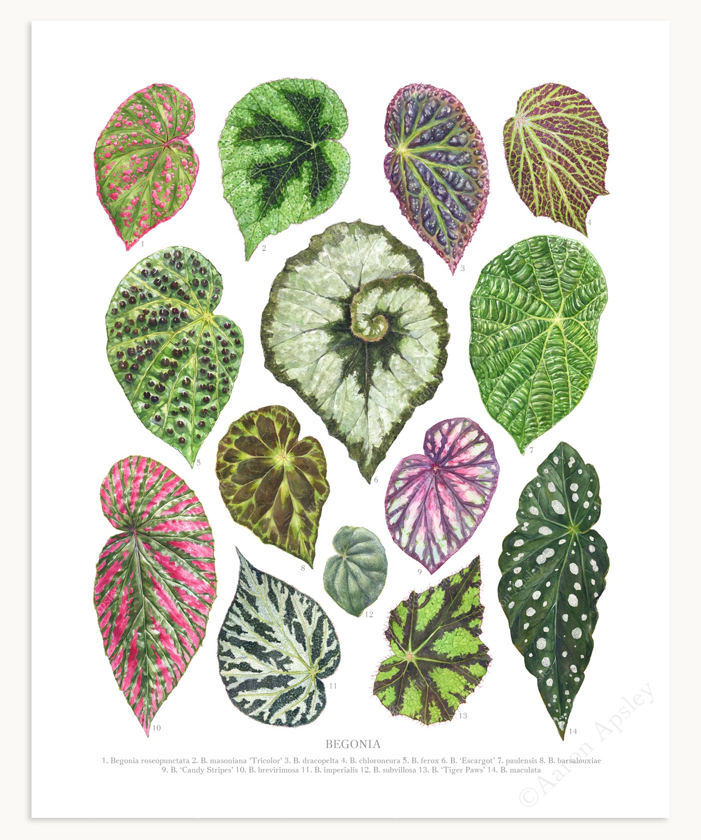 Begonia Species Print - Small – Aaron Apsley Artwork