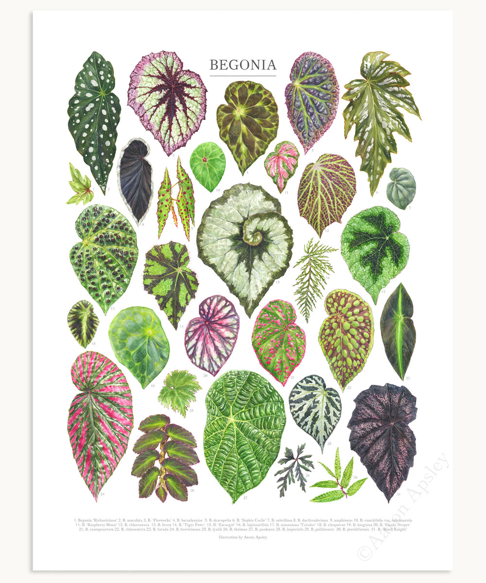 Begonia Species Print – Aaron Apsley Artwork