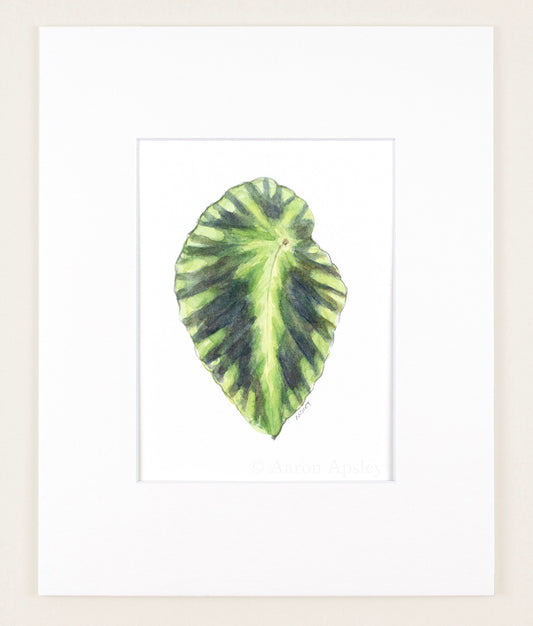 Begonia cleopatrae - Original Watercolor