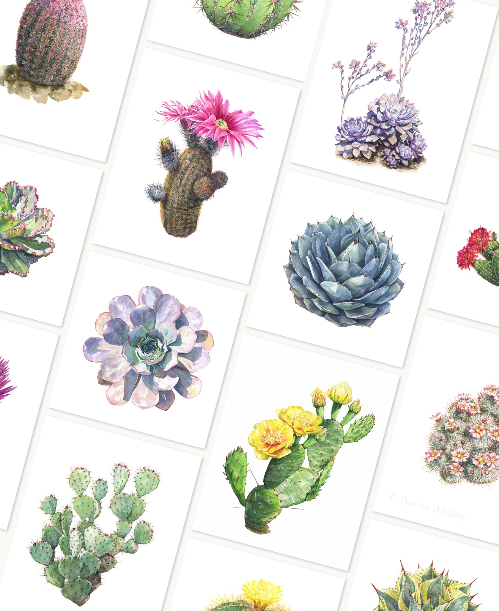 Cactus & Succulent Specimen Print – Aaron Apsley Artwork