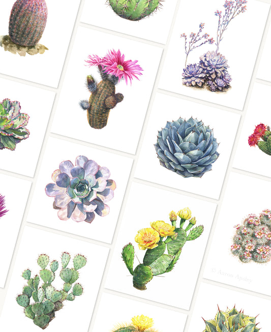Cactus & Succulent Specimen Print