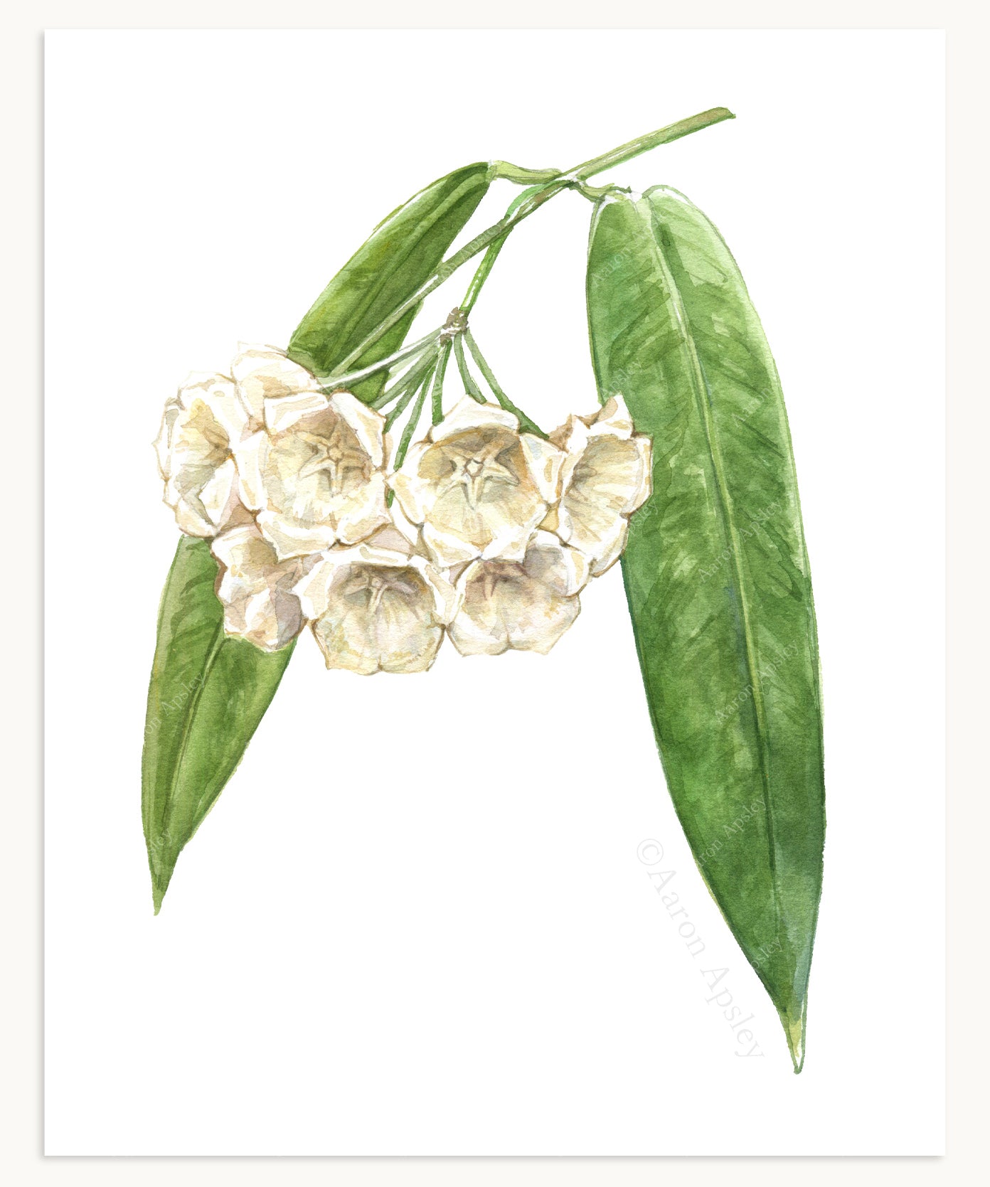 Hoya Specimen Print