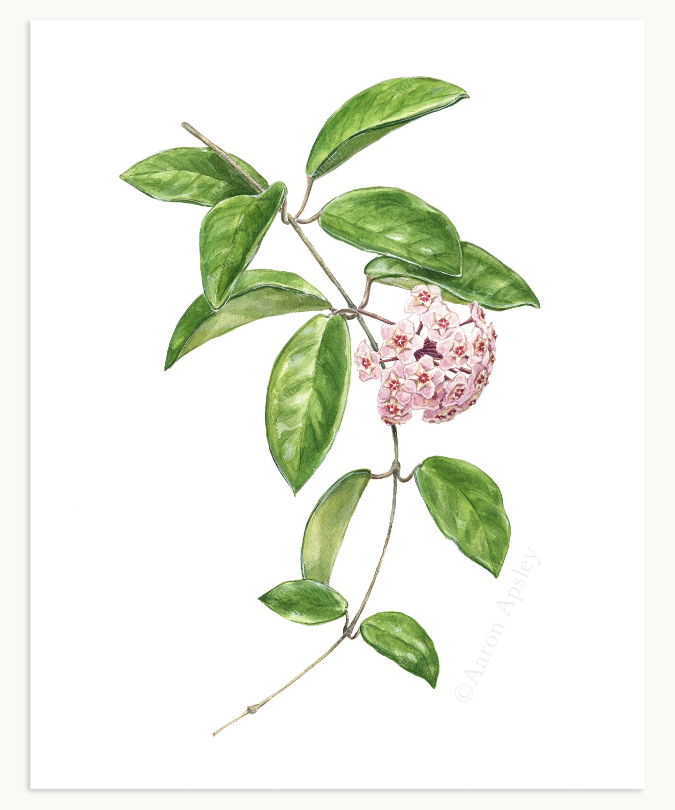 Hoya Specimen Print