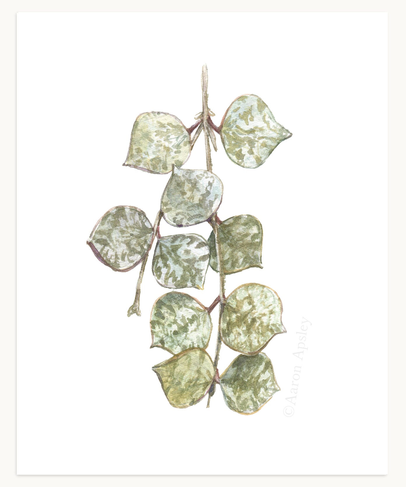 Hoya Specimen Print