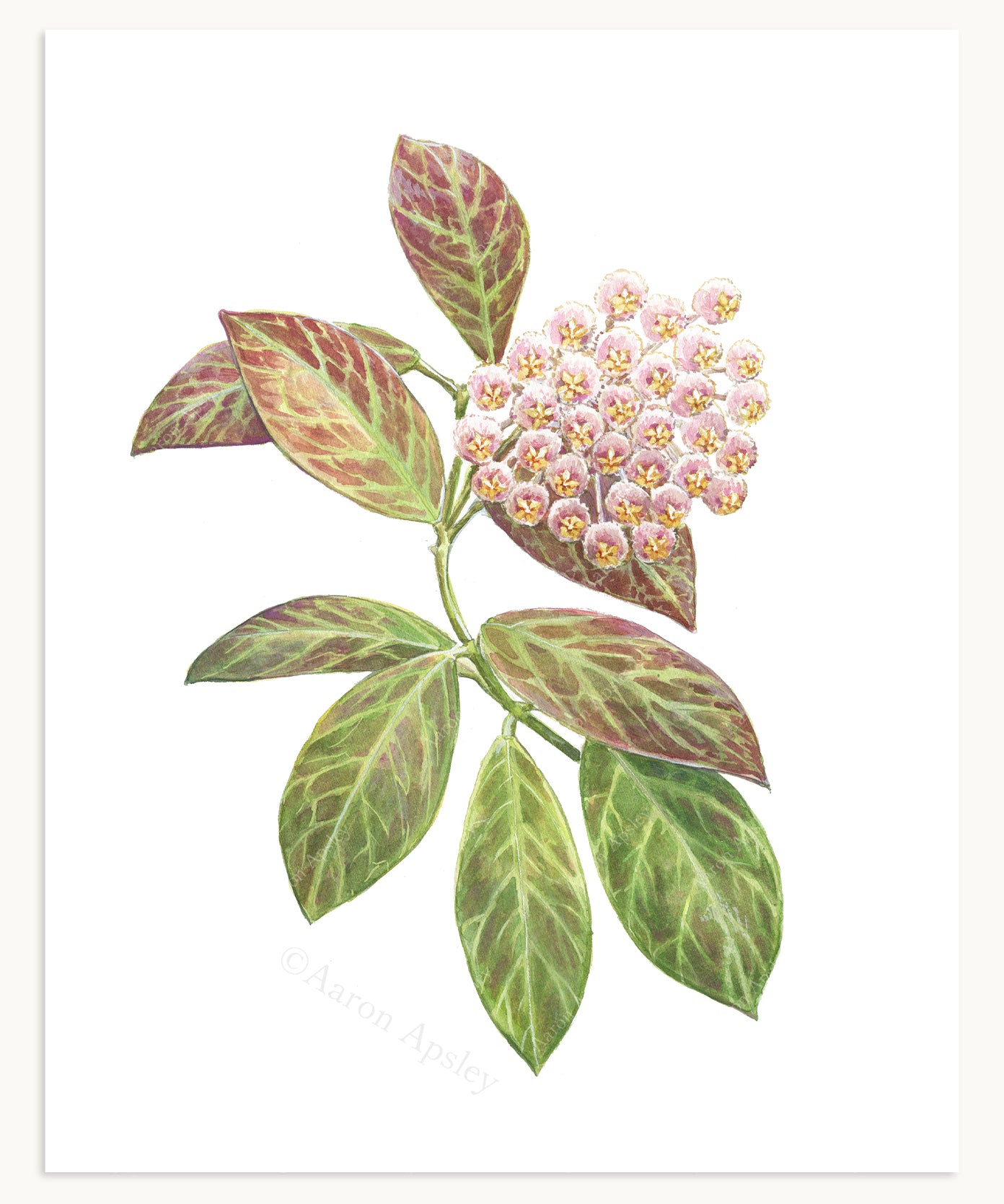 Hoya Specimen Print