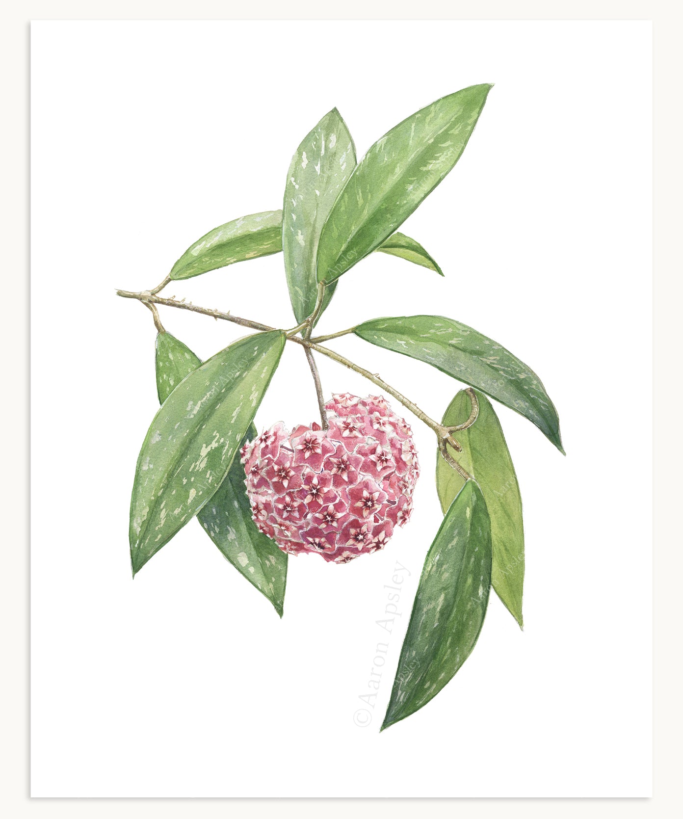 Hoya Specimen Print