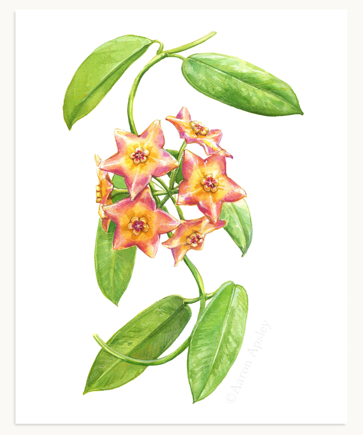 Hoya Specimen Print