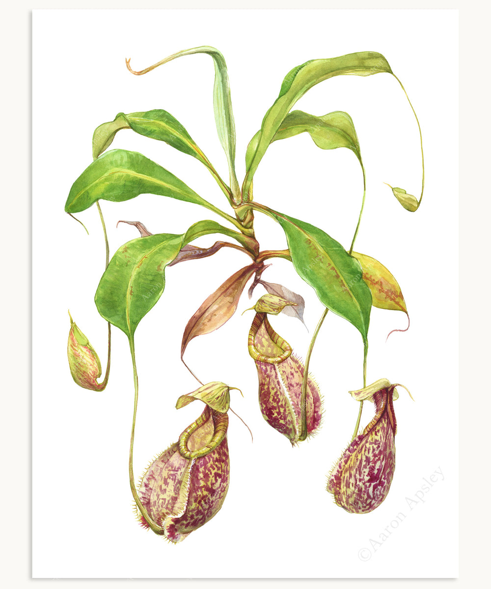 Nepenthes rafflesiana Print – Aaron Apsley Artwork