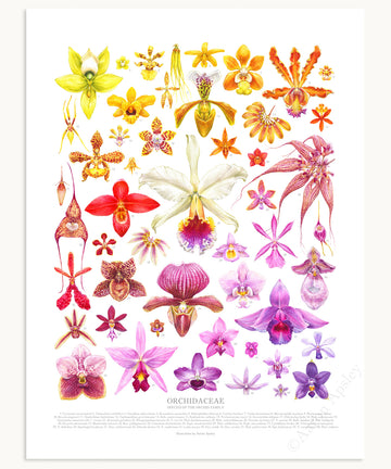 Taxonomy Prints – Aaron Apsley Artwork