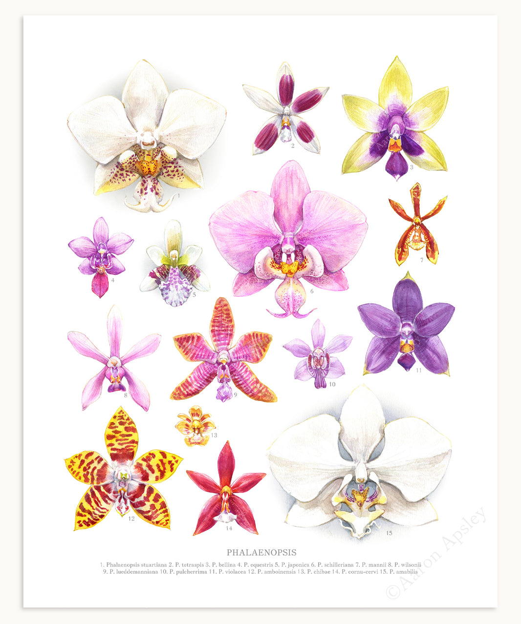 Orchid Prints – tagged 