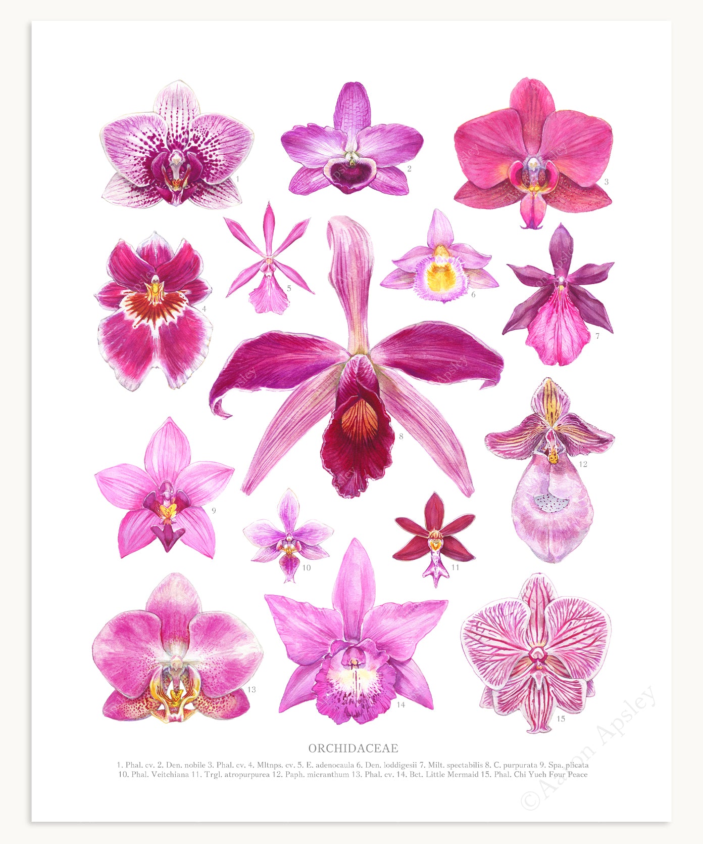 Pink Orchid Flowers Print – Aaron Apsley Artwork