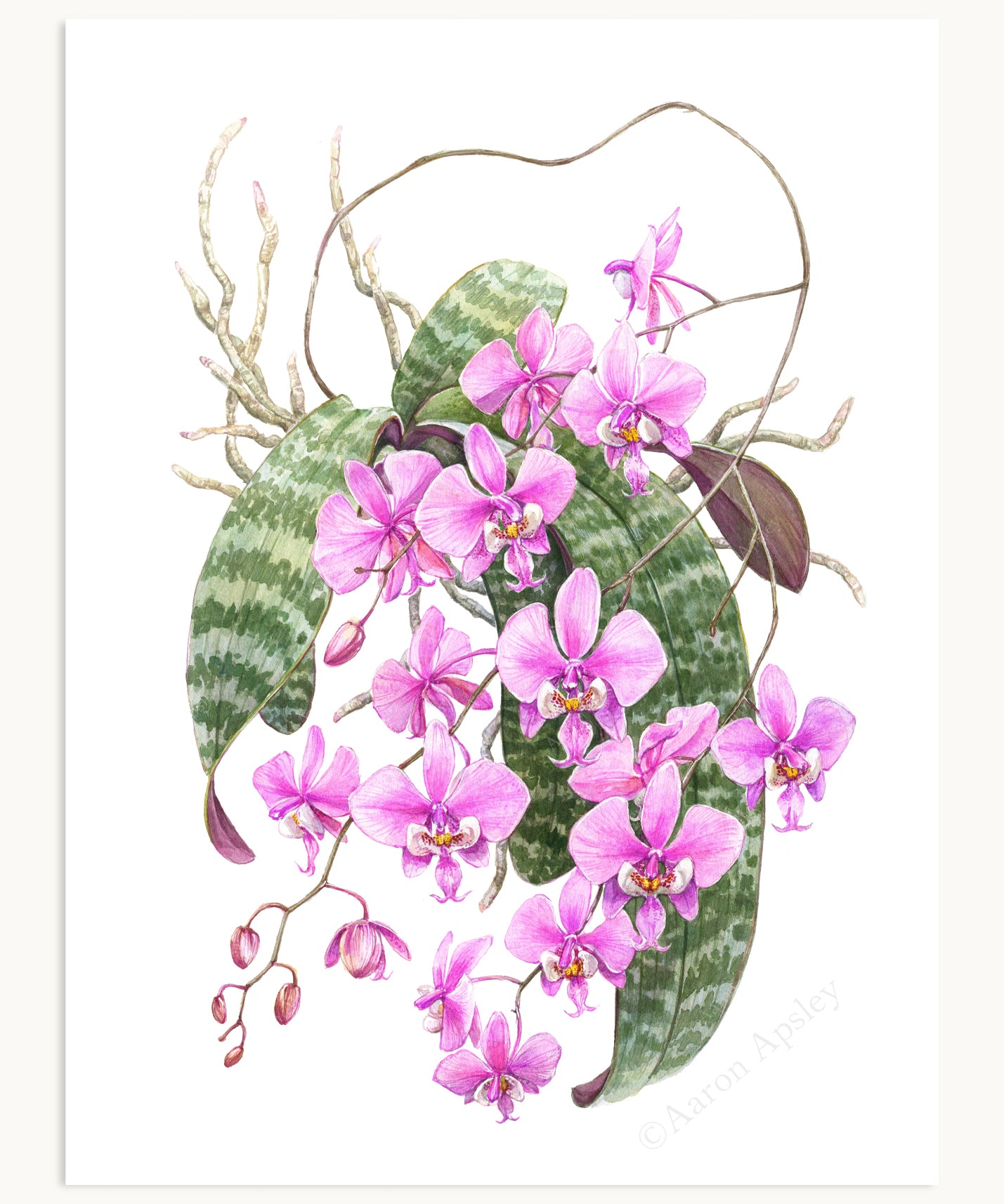 Phalaenopsis schilleriana Print – Aaron Apsley Artwork