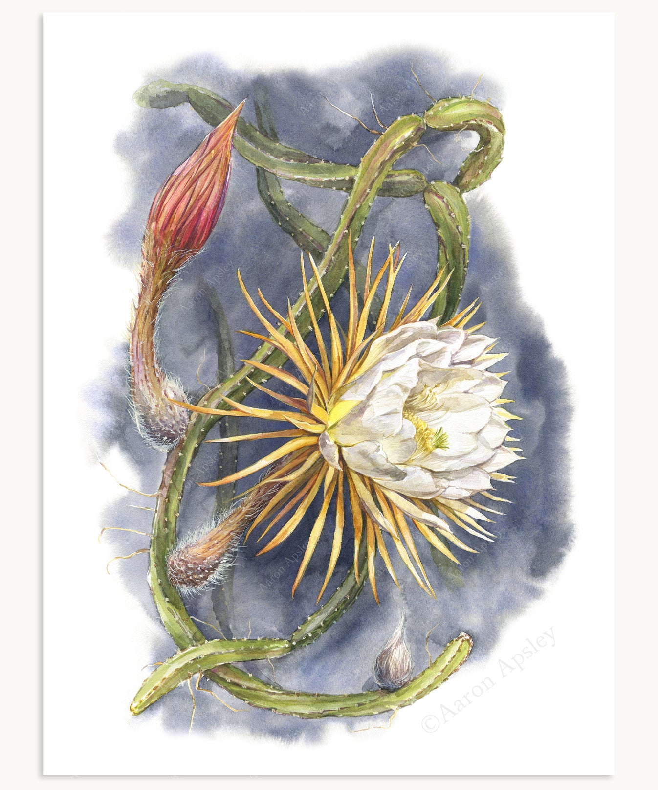 Selenicereus pteranthus Print – Aaron Apsley Artwork