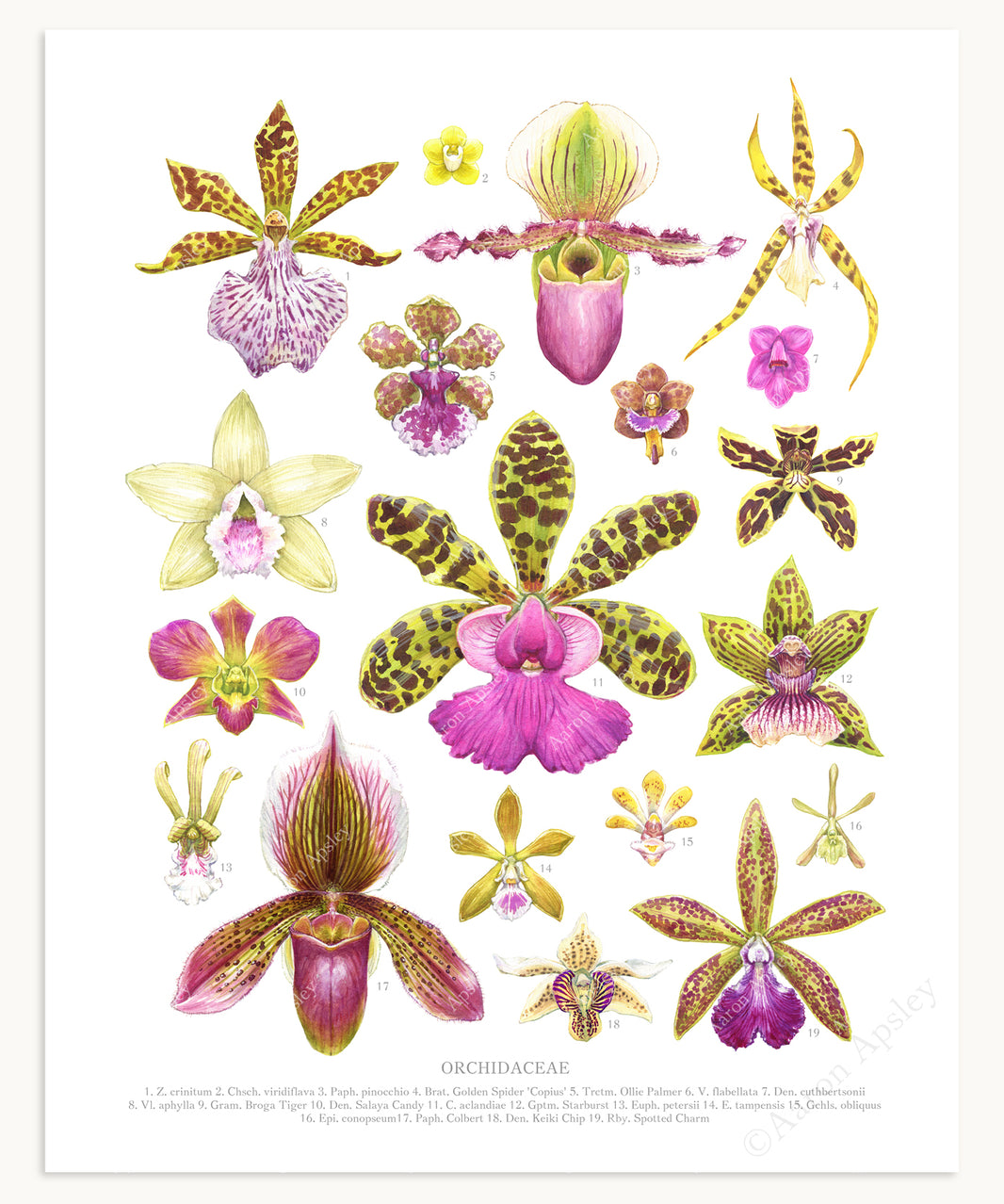 Orchid Prints – tagged 