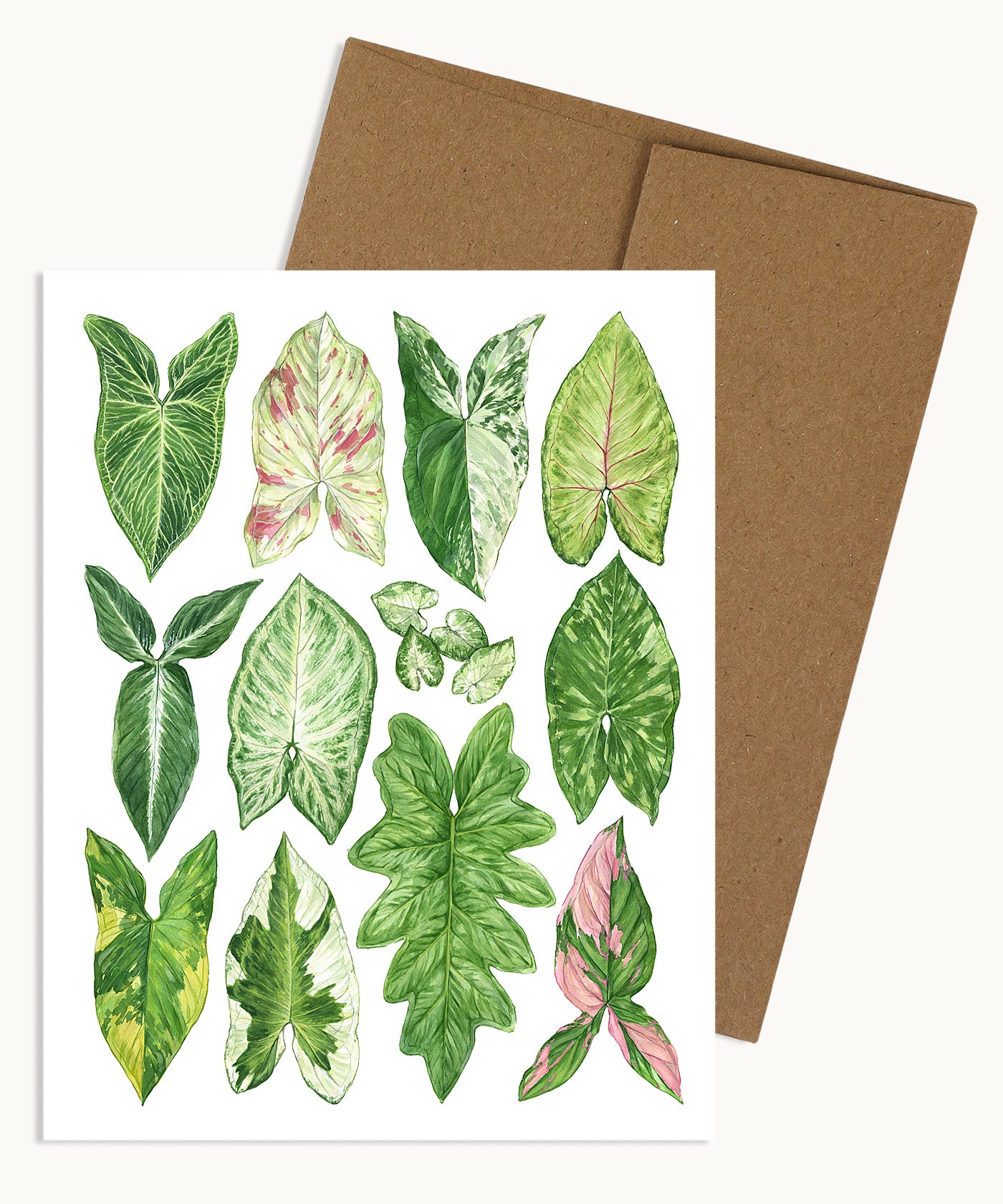 Syngonium Species Notecard