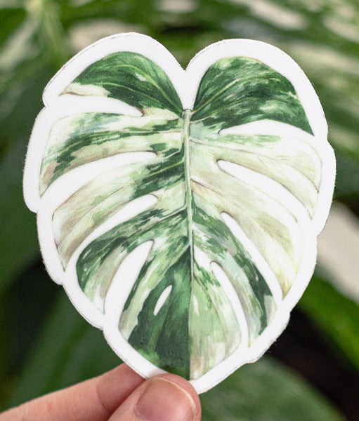 Albo Monstera Sticker – Aaron Apsley Artwork