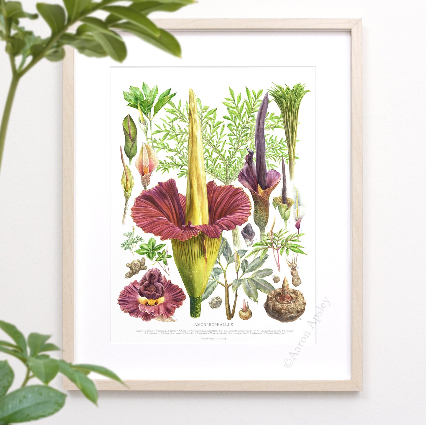 Amorphophallus Species Print