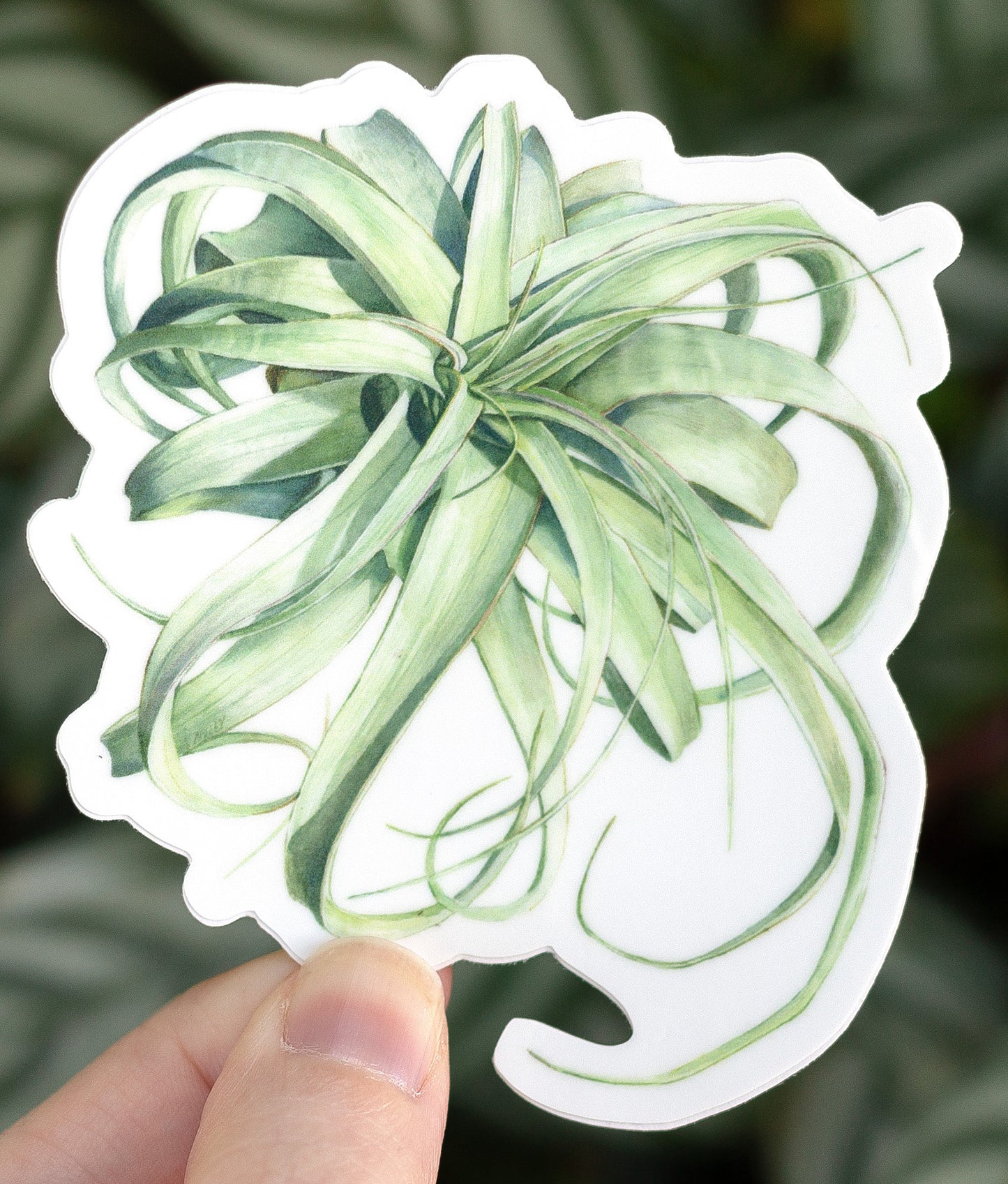 Tillandsia xerographica Sticker