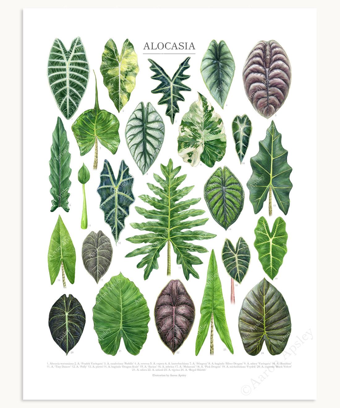 Alocasia Species Print – Aaron Apsley Artwork